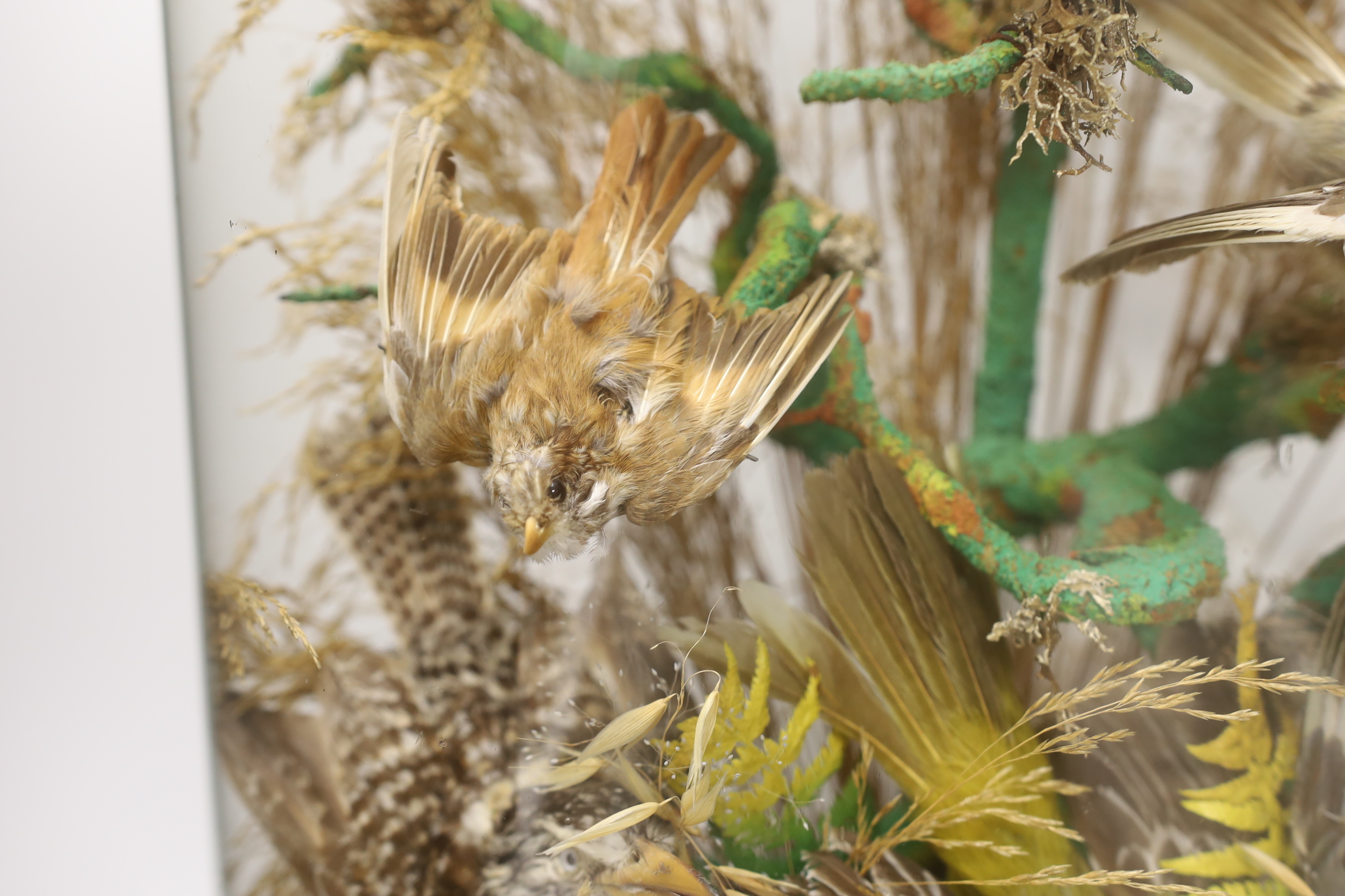 Taxidermy - A Victorian exotic bird group under a glass dome, 59cm high